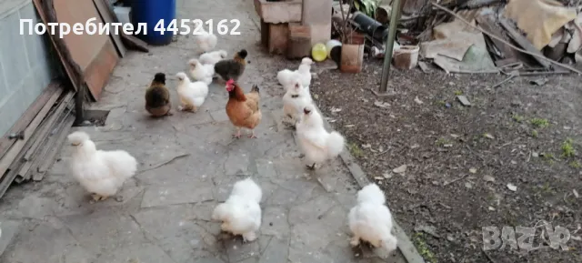 ЯЙЦА ЗА ЛЮПЕНЕ ОТ КОКОШКИ КОПРИНКИ, снимка 1