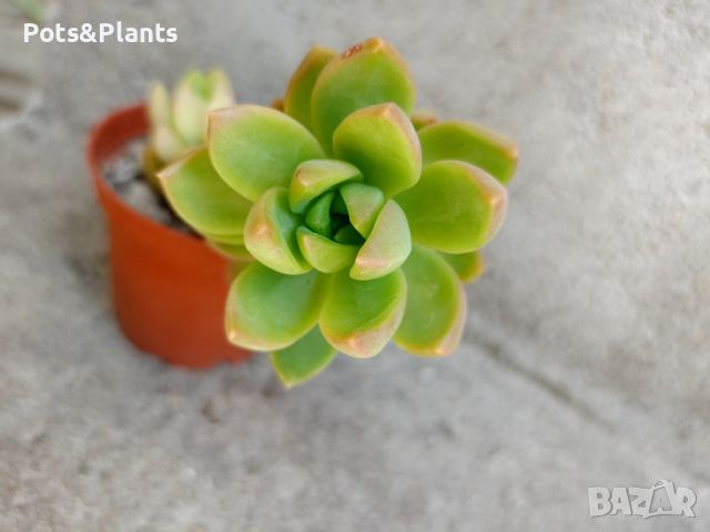 сукуленти/succulents, снимка 8 - Градински цветя и растения - 46492259