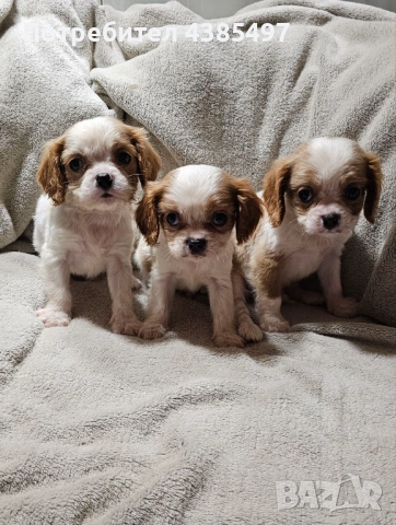 Кученца Кавалер Кинг Чарлз шпаньол, мъжки и женски, снимка 4 - Кавалер кинг чарлз шпаньол - 53898090