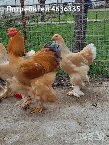 Брама Лимон