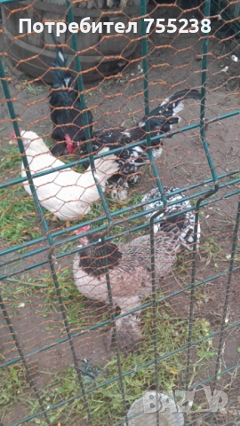 Продавам или заменям Петли 