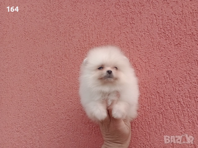 Мъжки и женски Померани. Реални снимки от 22.03.26 г. , снимка 9 - Померан - 53876191