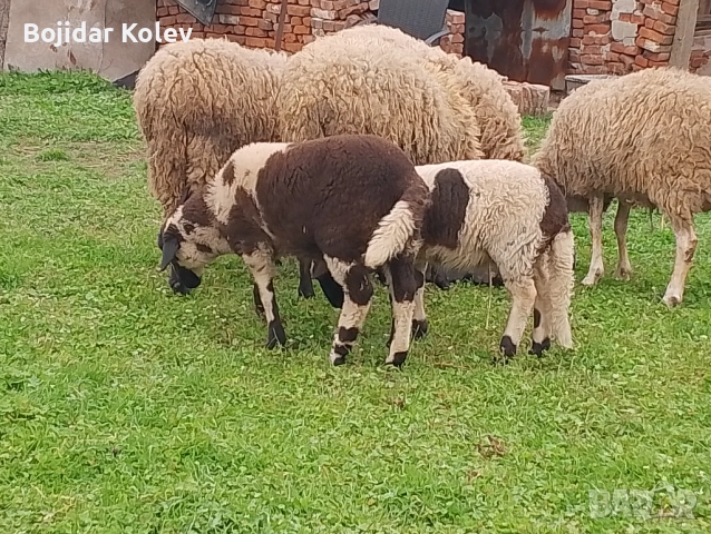 Продава се агне, снимка 3 - Овце - 54163065