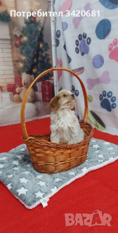 Кавапу , снимка 3 - Кавалер кинг чарлз шпаньол - 53980149