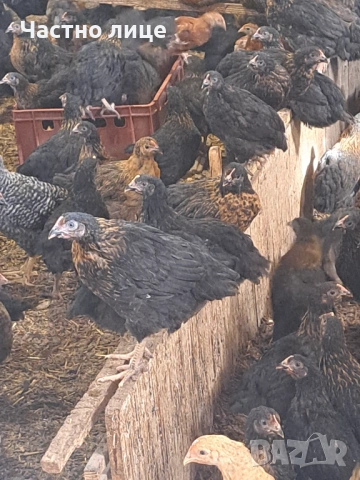 Пилета супер харко, снимка 2 - Кокошки и пуйки - 53442340