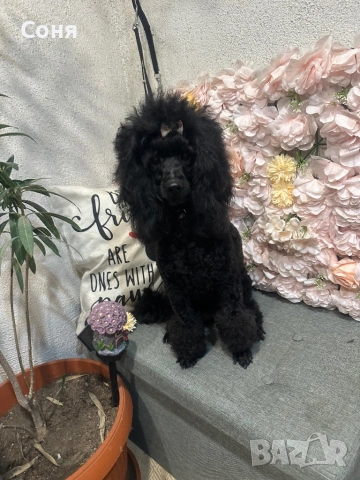 Мини пуделчета, снимка 14 - Пудели - 52762580