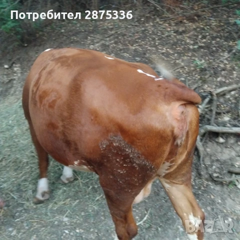 Продавам крави заплодени и юница, снимка 1