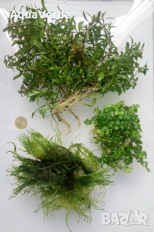 Пакет растения 