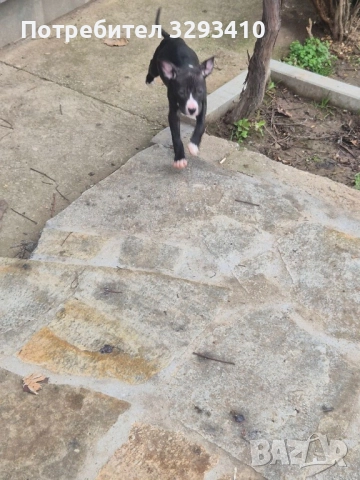 Бебета питбул-териер, снимка 3 - Питбул - 51898864