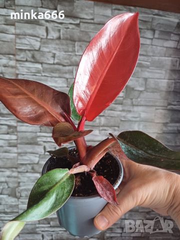 Филодендрон red, снимка 1 - Стайни растения - 45232936