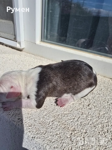 Американски стафордшир териер , снимка 3 - Американски стафордширски териер - 54059702