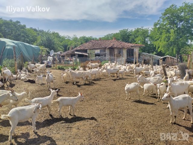 Давам под наем стадо кози ББМ, снимка 3 - Кози - 46409740