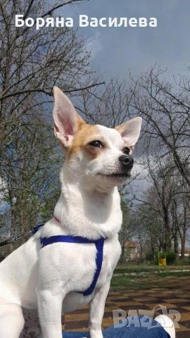 Търся си дама 