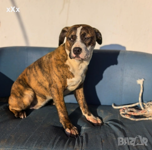 Питбул! , снимка 5 - Питбул - 52188073