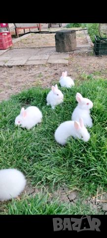 Зайци зайчета заек, снимка 2 - Други животни - 45700896