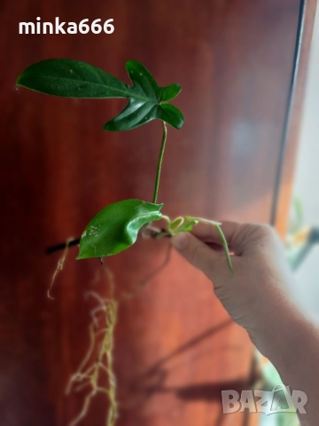 Филодендрон Флорида с корени.