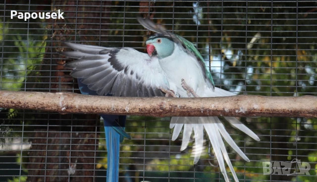 Малък Александър , снимка 6 - Папагали - 51324439