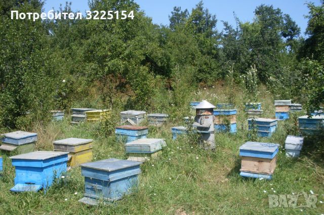Кошери с пчели, снимка 1 - За пчели - 45734238