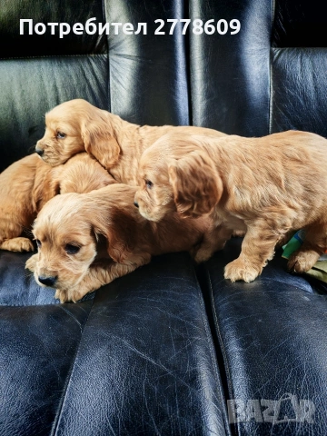 Продавам Английски кокер шпаньол , снимка 4 - Кокер шпаньол - 53928442