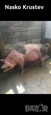 Продавам Прасета Млада Юничка/Крава, снимка 1