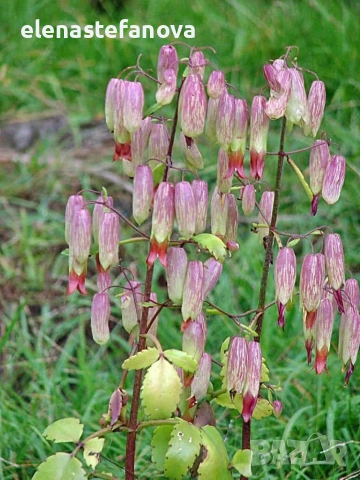 Комплект от две сортови каланхоета , снимка 2 - Стайни растения - 54196235