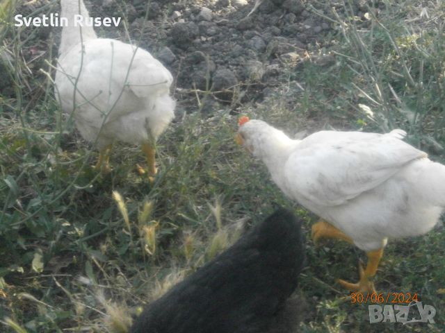Петел, снимка 10 - Кокошки и пуйки - 46417353