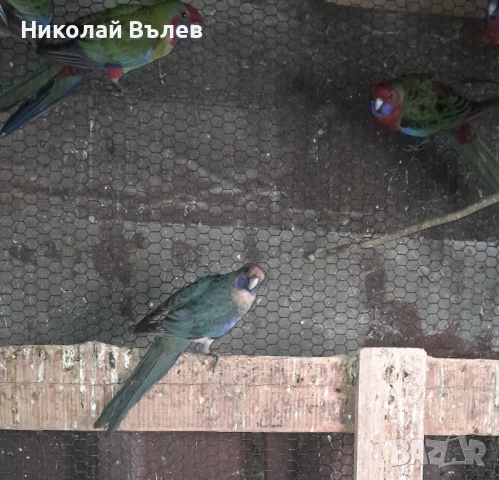 Пенанти , снимка 4 - Папагали - 52105277