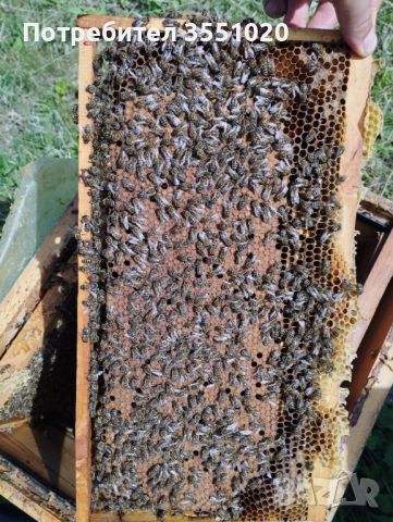 Пчелни семейства , снимка 3 - За пчели - 45602678