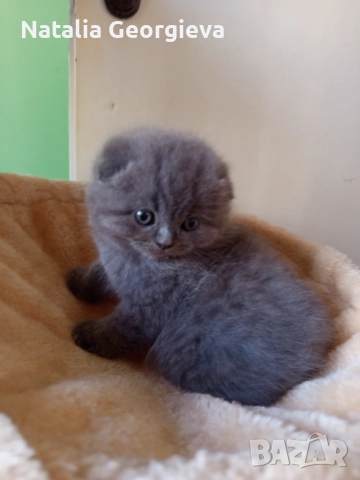 Шотландски котенца , снимка 8 - Британска късокосместа - 52672572