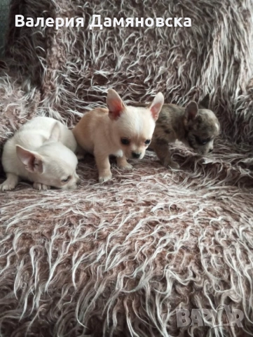 Чихуахуа, снимка 12 - Чихуахуа - 53409879