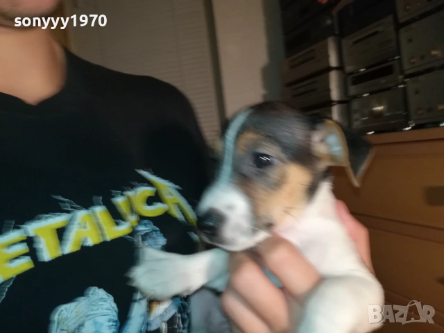 ДЖАК РЪСЕЛ С ПАСПОРТ И ВАКСИНА-МОМЧЕ В ТРИ ЦВЯТА 1110252034, снимка 2 - Джак ръсел териер - 52021651