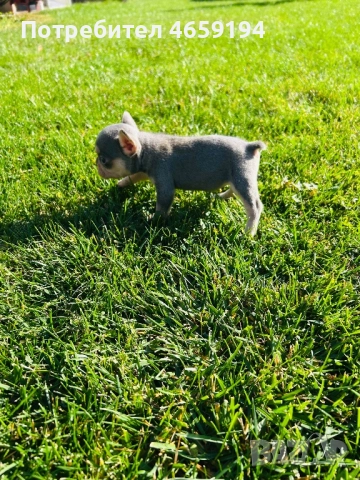 Френски Булдог, снимка 8 - Френски булдог - 52517082