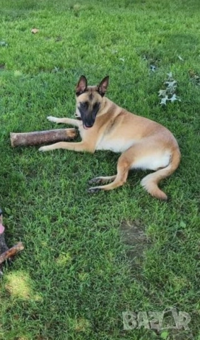 Белгийски овчарки , снимка 2 - Други - 52314410