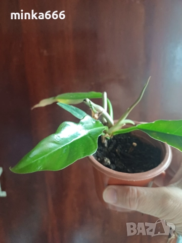 Вариегатен филодендрон