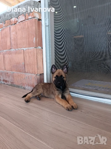 Подарявам Белгийска овчарка на 8 месеца , снимка 10 - Белгийска овчарка - 53276385