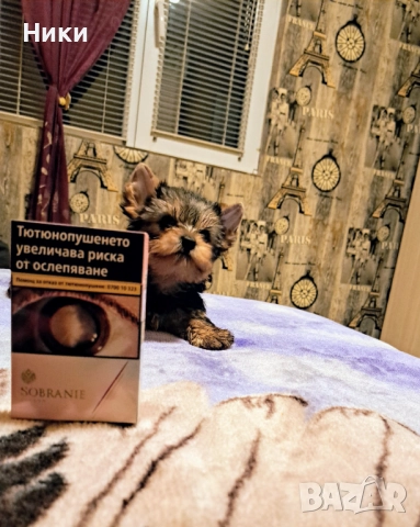 Мини йоркширски териерчета , снимка 3 - Йоркширски териер - 52702352