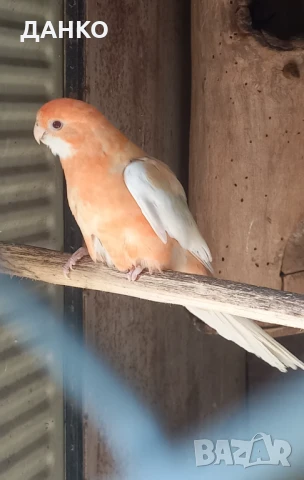 ПЕНАНТОВИ И ПЪСТРИ РОЗЕЛИ–МУТАЦИИ/тазигодишни/, снимка 12 - Папагали - 50988054