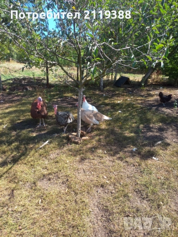 Женски и мъжки пуйки,миналогодишни