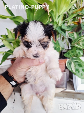 Йорки Бивер, снимка 2 - Йоркширски териер - 52834176