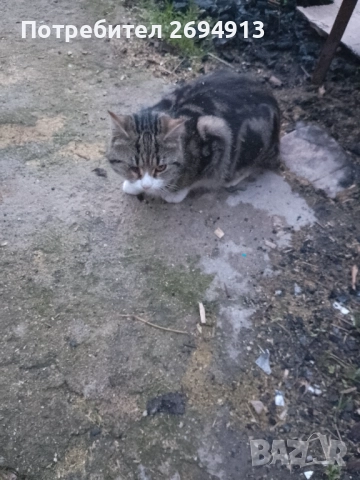 Подарявам котета, снимка 5 - За котки - 48368670