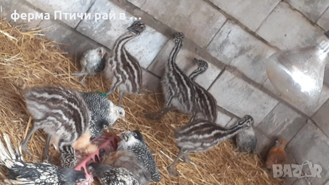 яйца от ему, снимка 5 - други­ - 51795788