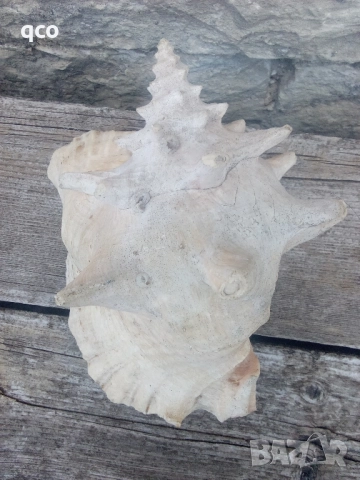 Огромен рапан , снимка 5 - Други - 51950358