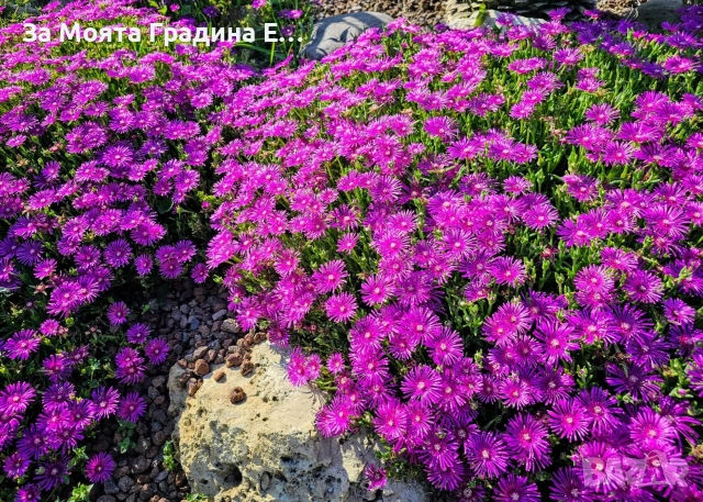 Делосперма - Почвопокривна и Каскадна , снимка 8 - Разсади - 54020837