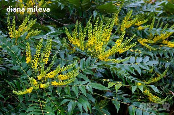 Махония, Mahonia japonica , снимка 2 - Градински цветя и растения - 46368350