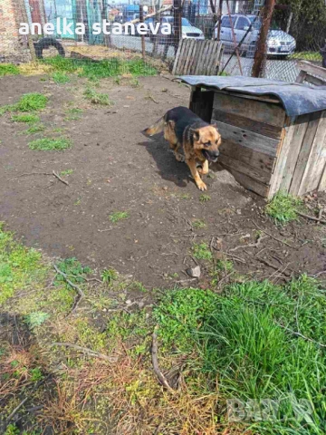 Немски овчарки , снимка 10 - Немска овчарка - 54027748