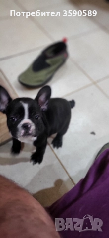 2 момичета Френски булдог , снимка 1