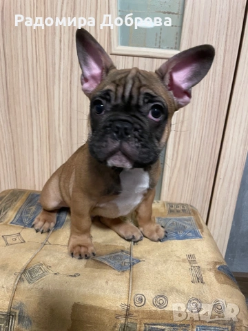 Френски булдог, снимка 9 - Френски булдог - 53711301