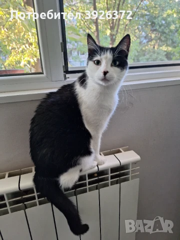 Подарявам женска котка, снимка 1