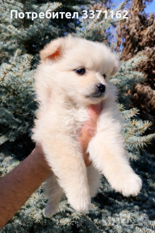  Померан , снимка 2 - Померан - 54136127