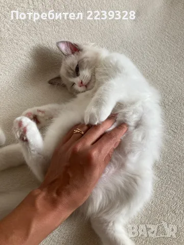 Регдол Ragdoll котета, снимка 3 - Други - 47147558